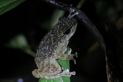 Amolops larutensis