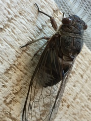 Diceroprocta digueti