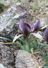 Iris acutiloba lineolata