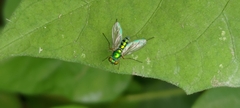 Chrysosoma globiferum