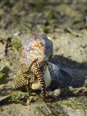 Cymbiola vespertilio