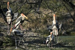 Mycteria leucocephala