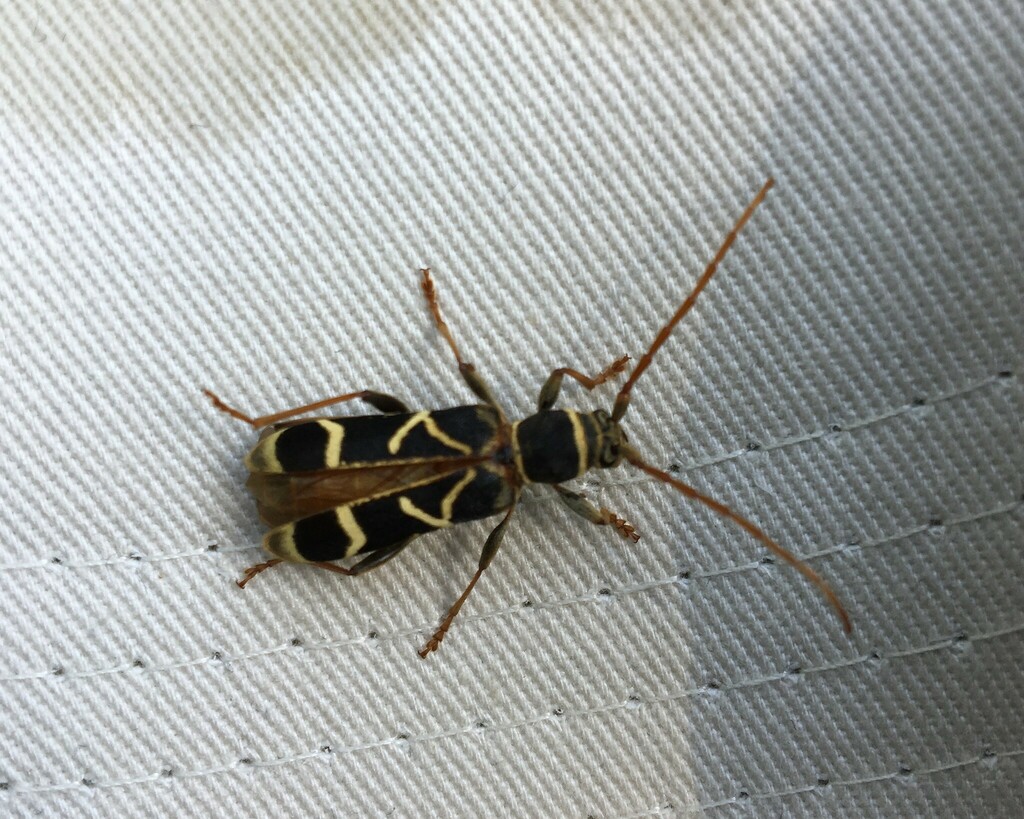 Paraclytus raddei