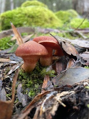Cortinarius persplendidus