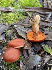 Cortinarius persplendidus