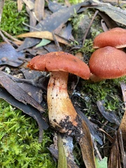 Cortinarius persplendidus
