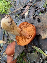 Cortinarius persplendidus