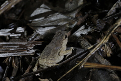 Ingerophrynus parvus