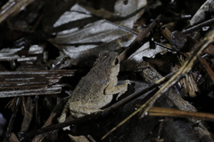 Ingerophrynus parvus