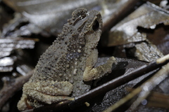 Ingerophrynus parvus