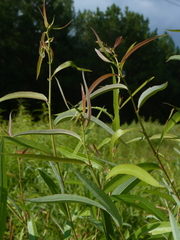 Salix caroliniana