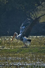 Mycteria leucocephala