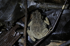 Ingerophrynus parvus