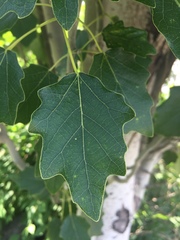Populus