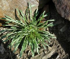 Erysimum crepidifolium