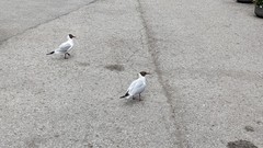 Chroicocephalus ridibundus