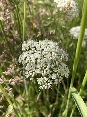 Sium latifolium
