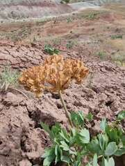 Cymopterus duchesnensis