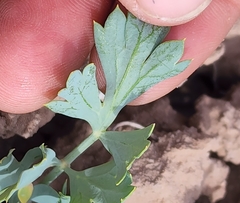 Cymopterus duchesnensis