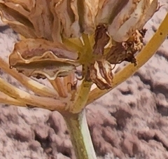 Cymopterus duchesnensis