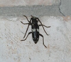 Enaphalodes taeniatus