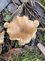 Singerocybe
