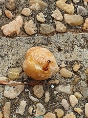 Pheidole pallidula
