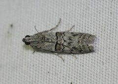Zamagiria australella