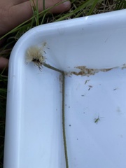 Hypochaeris maculata