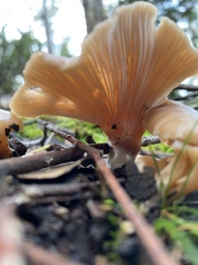 Singerocybe
