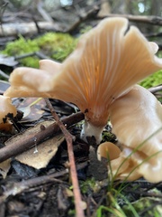 Singerocybe