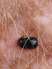 Polyphaga