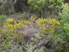 Acacia laricina
