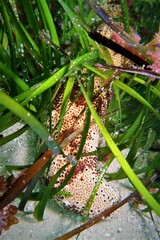 Holothuria hartmeyeri