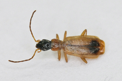 Demetrias monostigma