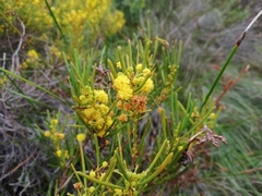 Acacia laricina