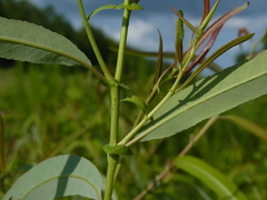 Salix caroliniana