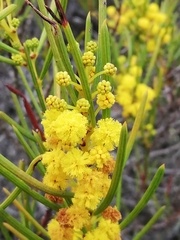 Acacia laricina