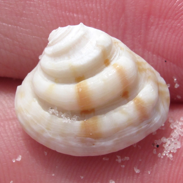 Lirophora
