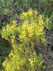 Acacia laricina