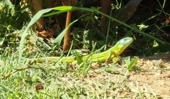 Lacerta trilineata polylepidota