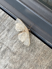 Hypomecis punctinalis