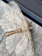 Hypomecis punctinalis