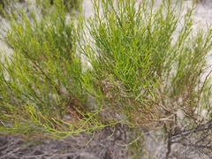 Xylothamia diffusa