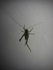 Eupholidoptera schmidti