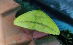 Heterolocha