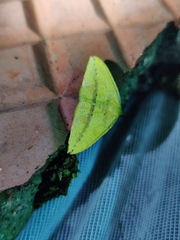 Heterolocha