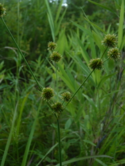 Juncus validus