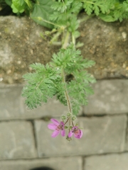Erodium cicutarium