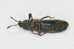 Dimorphopterus